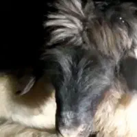 بره ماده قوچ خورده|حیوانات مزرعه|کامفیروز, |دیوار