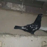 جوجه سینه نر|پرنده|شیراز, پانصد دستگاه ارتش|دیوار