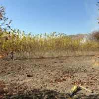 صنوبر نیگرا ترکیه اصل