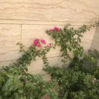 درختچه طبیعی گل ا‌پارتمانی کاغذی۱۵ ساله|گل و گیاه طبیعی|تهران, ستارخان|دیوار