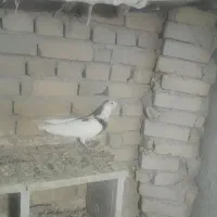 کبوتر|پرنده|گیان, |دیوار