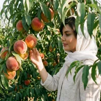 فروش نهال هلو زعفرانی در سنقر ، تضمین اصالت