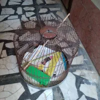 قفسه پرنده