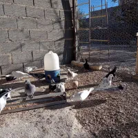 کبوتر پلاکی بیرون شهری . جفتی