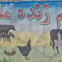 علف چینی.