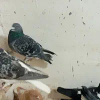 کفتر هوایی ۱۲تا