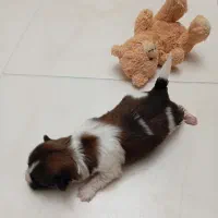 سگ اشپیتز پامر