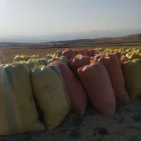 کاه کمپای