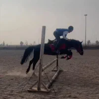 اسب نژاد کرد