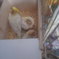 عروس هلندی مولد ب همراه جوجه|پرنده|خرم‌آباد (تنکابن), |دیوار