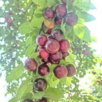 فروش آلوچه قرمز درشت و رُب آلوچه