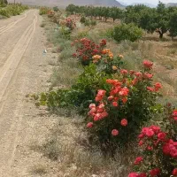 مزرعه بادام کشاورزی پرورش ماهی|فروش دفتر صنعتی، کشاورزی، تجاری|خوانسار, |دیوار