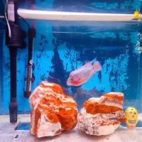 ماهی فلاور رد دراگون