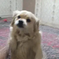 یک عدد سگ پاکوتاه