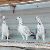 کبوتر ضمانتی|پرنده|سربیشه, |دیوار