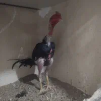 خروس لاری ترک افغان