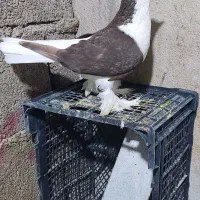 خوشرنگ|پرنده|بندر دیر, |دیوار