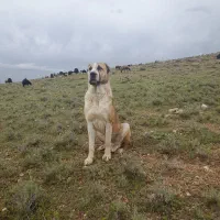 سگ نر|سگ|رزن, |دیوار