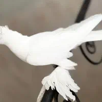 کفتر(کبوتر) اصیل خوب