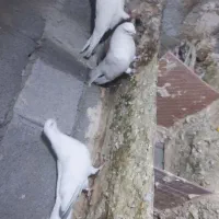 کبوتر تهرانی قره دیمدح|پرنده|خسروشاه, |دیوار