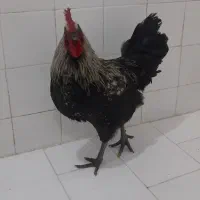 خروس سیاه