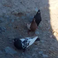 کبوتر سینه سیاه