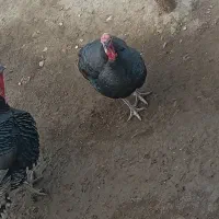 بوقلمون نر وماده گوشتی محلی|حیوانات مزرعه|دیواندره, |دیوار