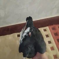 کفتر سینه سیاه