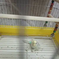 مرغ عشق ماده|پرنده|کیاشهر, |دیوار