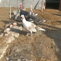 بوقلمون طبیعی وخروس طبیعی|حیوانات مزرعه|پارس‌آباد, |دیوار