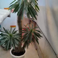 گل نخل ماداگاسکار
