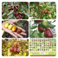 نهالستان مهندس زردادی مشهد، درخت ، نهال، گلخانه