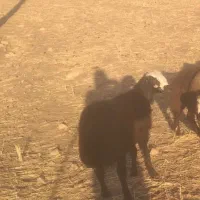 حیوانات مزرعه|حیوانات مزرعه|کوهدشت, |دیوار