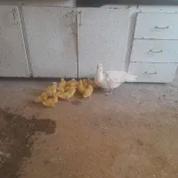جوجه اردک
