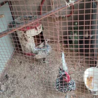 مرغ و خروس چینی و خروس لهستانی