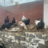 فروش بوقلمون واردک محلی در مهدیشهر