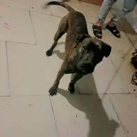 پیتبول ۹ ماه نر واگذاری