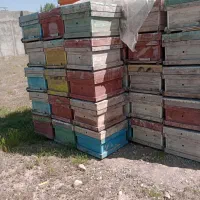 کندو زنبور عسل
