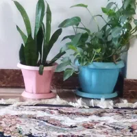 گل زیبا|کلکسیون و سرگرمی|شاهرود, |دیوار