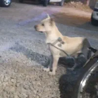 اشپیتز نر