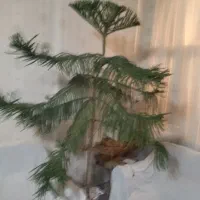 انواع کاج و شمشاد گلهای اپارتمانی