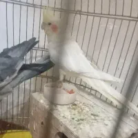 ویپ سالم مفت