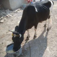 گاو فروشی|حیوانات مزرعه|کرباسک, |دیوار