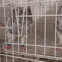 طوقی کرمانشاهی|پرنده|شاهینشهر, گرگاب|دیوار