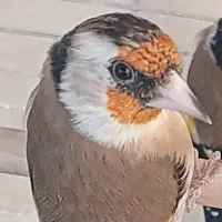 سهره دورگ گل بلند بسیار زیبا