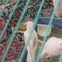 فروش عروس هلندی