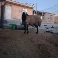 قوچ اصیل شال