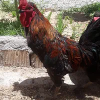 خروس سیاه|حیوانات مزرعه|نجف‌آباد, حومه نجف آباد|دیوار