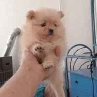 توله پامرانین خرسی