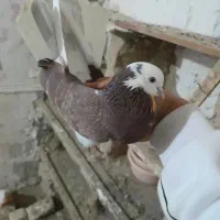 ۱۰ عدد کفتر برای تخفیف زنگ نزن